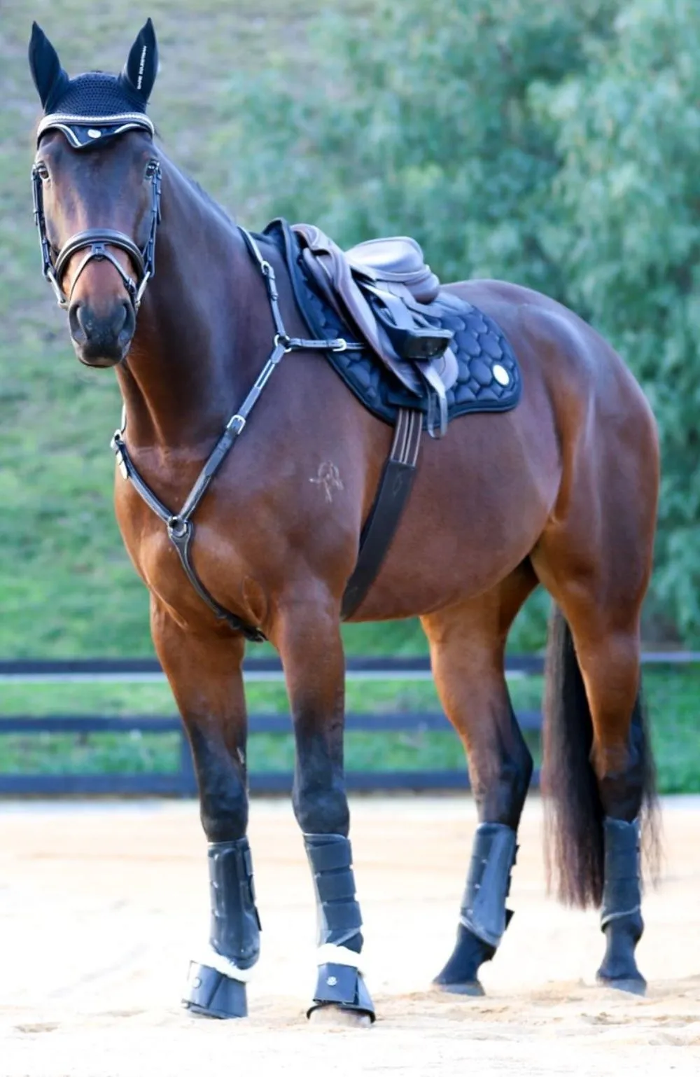 BARE Luxe Sport Saddle Pad - Jump Cut - Blue