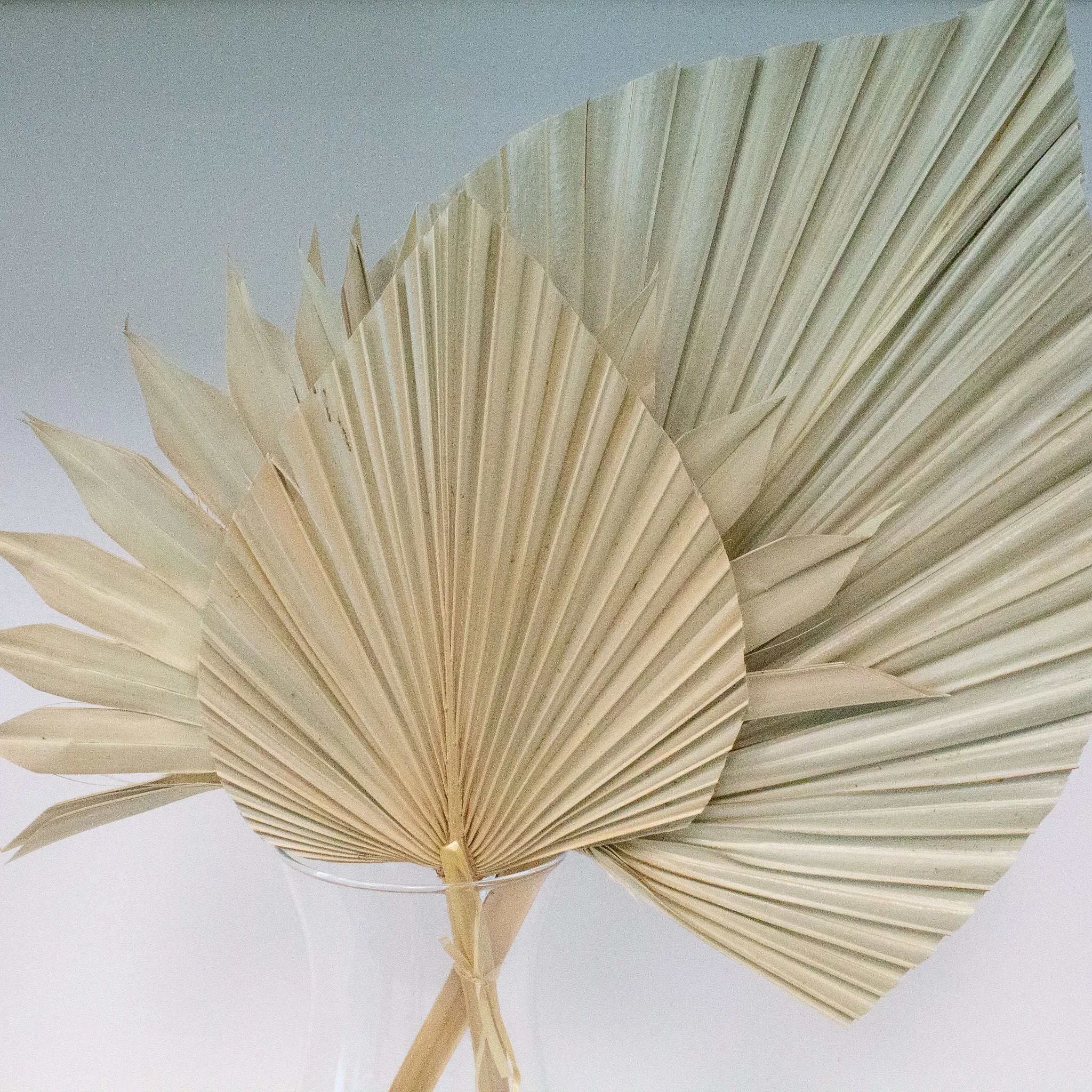 Dried Beige Palm Fan Leaves 14", 16", 18" (Set of 3)