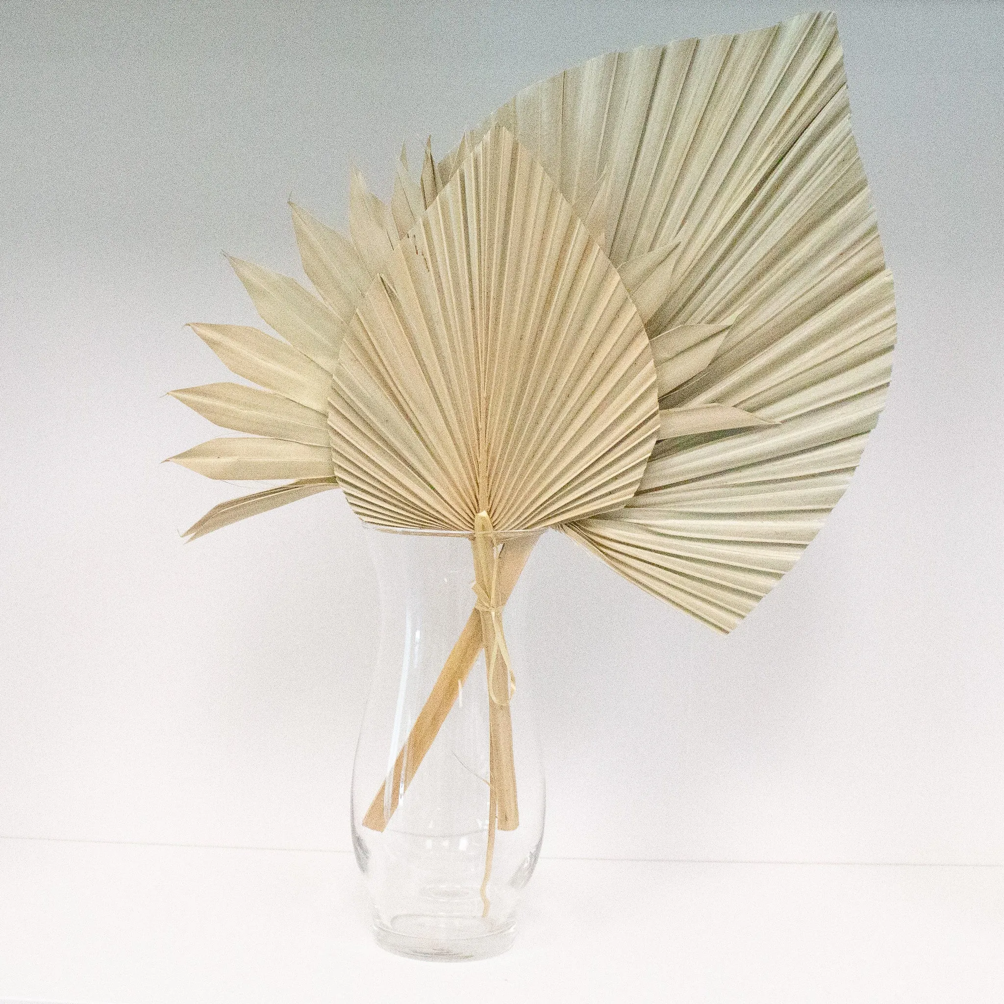 Dried Beige Palm Fan Leaves 14", 16", 18" (Set of 3)