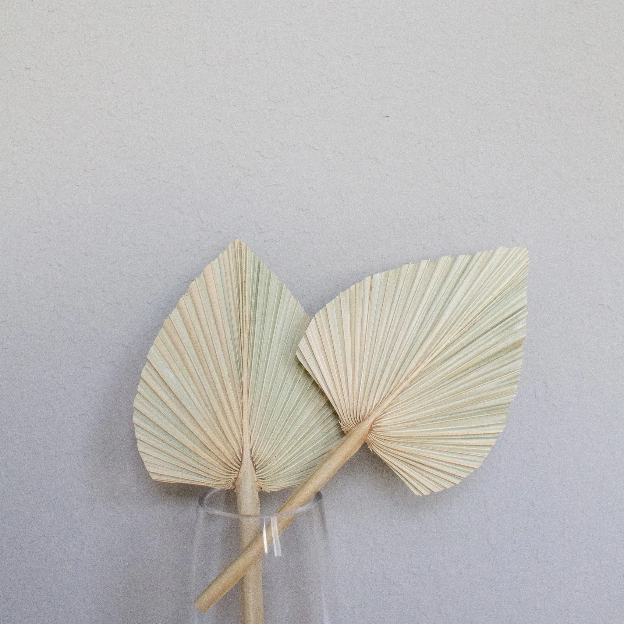 Dried Beige Palm Fan Leaves 14", 16", 18" (Set of 3)