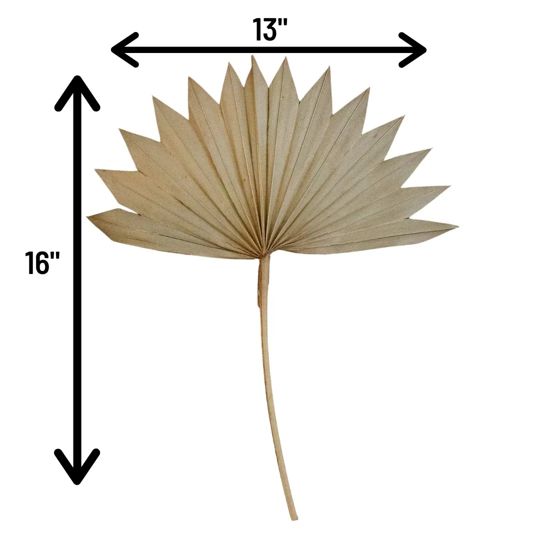 Dried Beige Palm Fan Leaves 14", 16", 18" (Set of 3)