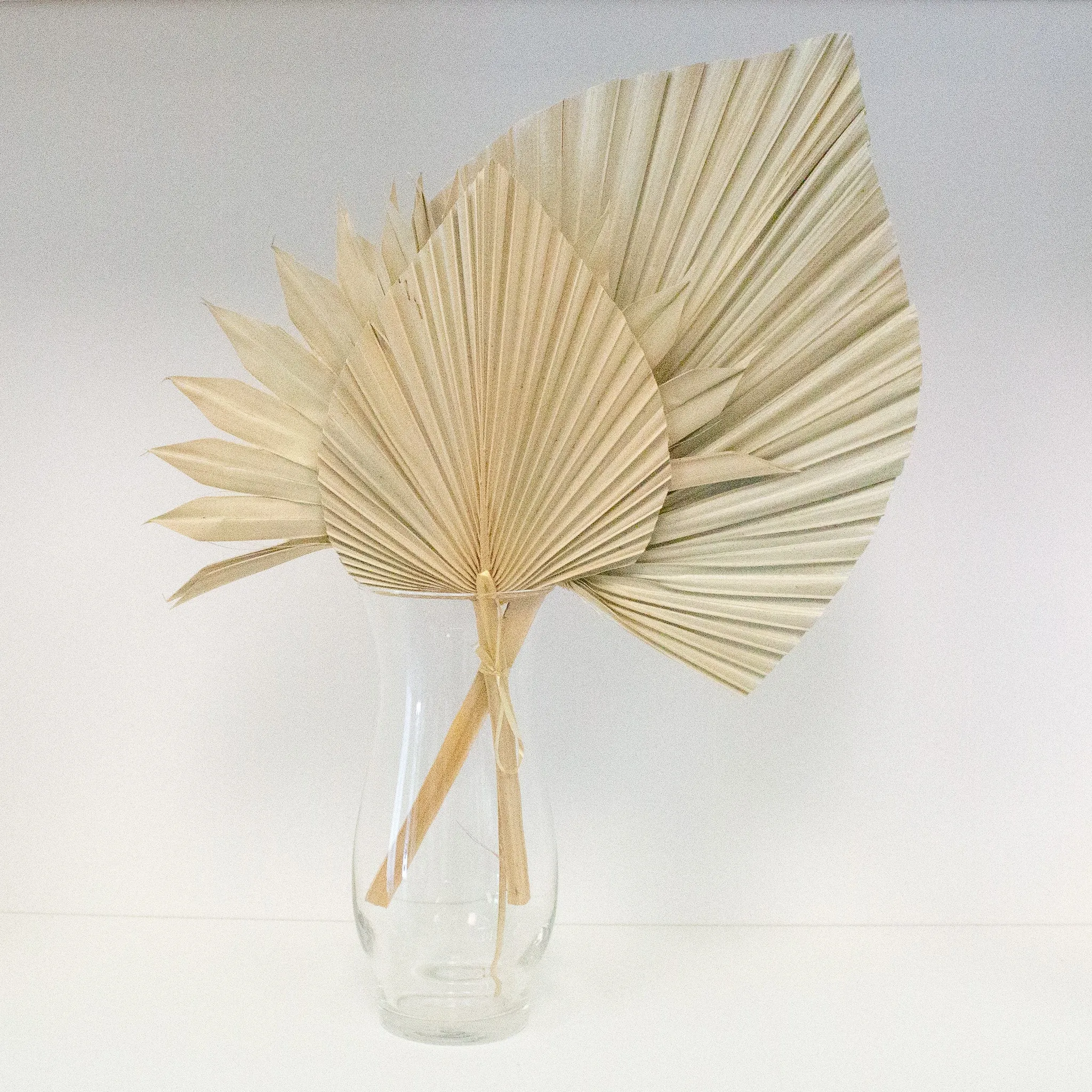 Dried Beige Palm Fan Leaves 14", 16", 18" (Set of 3)