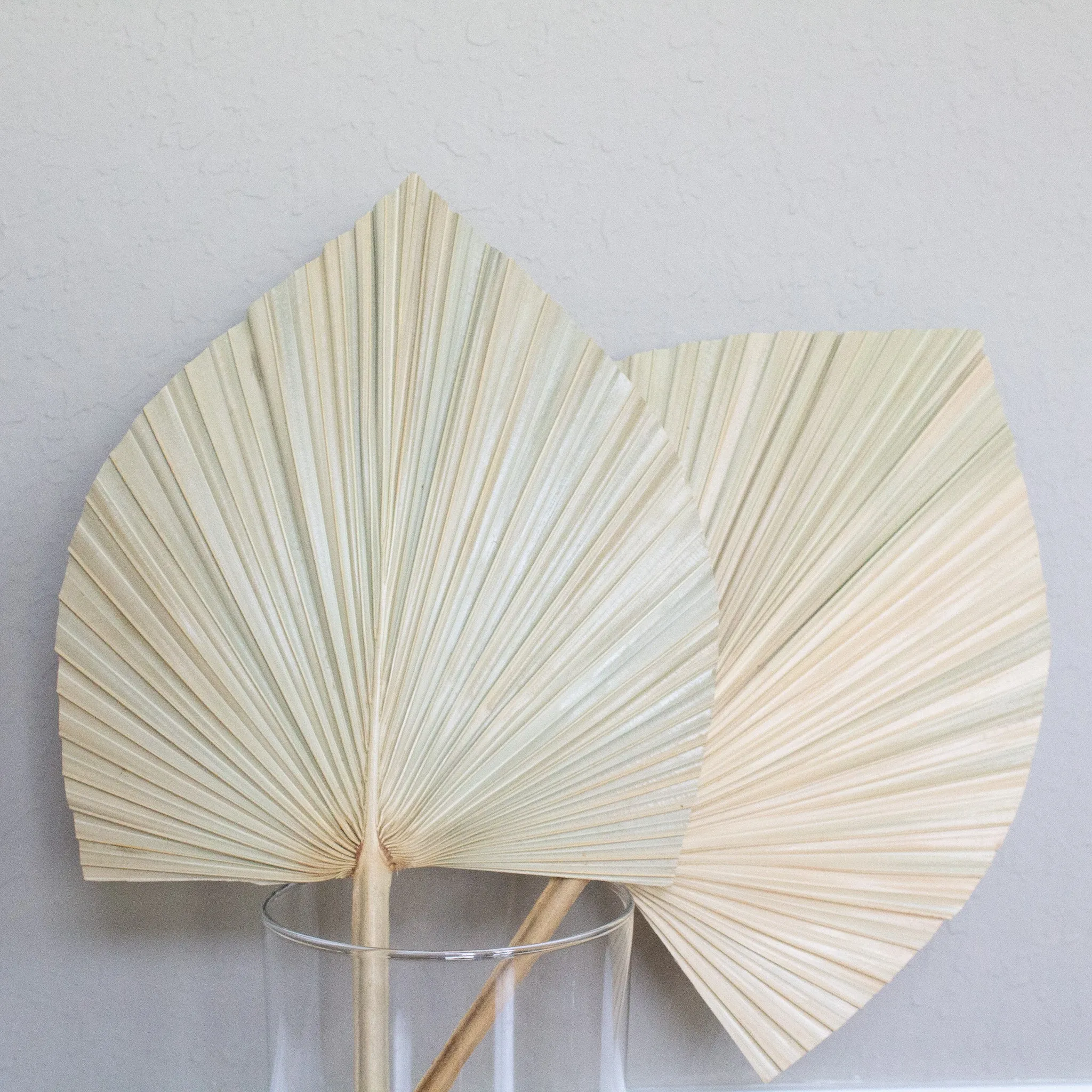 Dried Beige Palm Fan Leaves 14", 16", 18" (Set of 3)