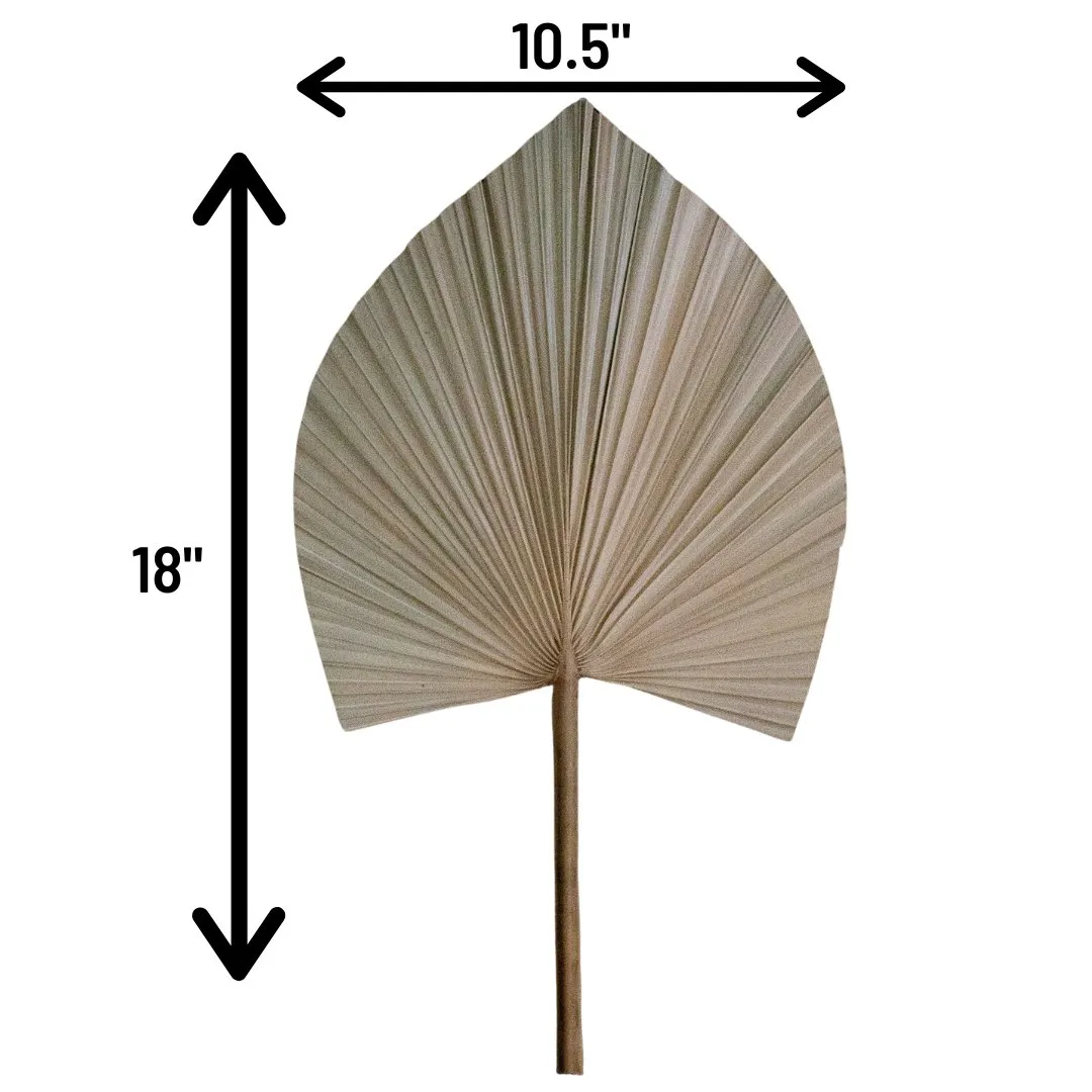 Dried Beige Palm Fan Leaves 14", 16", 18" (Set of 3)