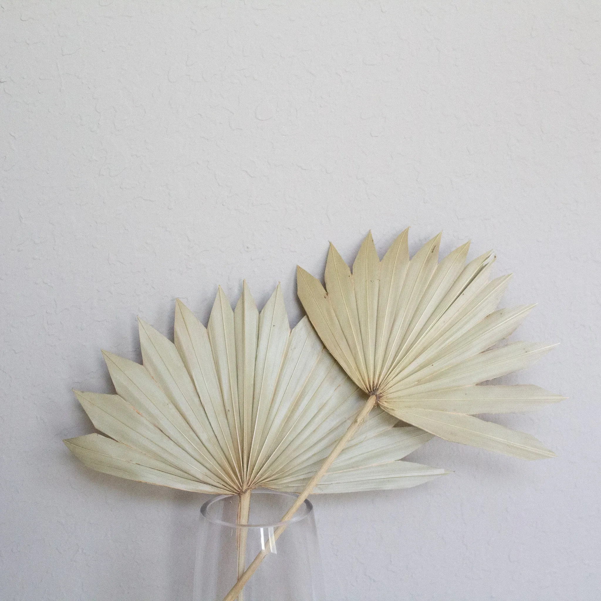 Dried Beige Palm Fan Leaves 14", 16", 18" (Set of 3)