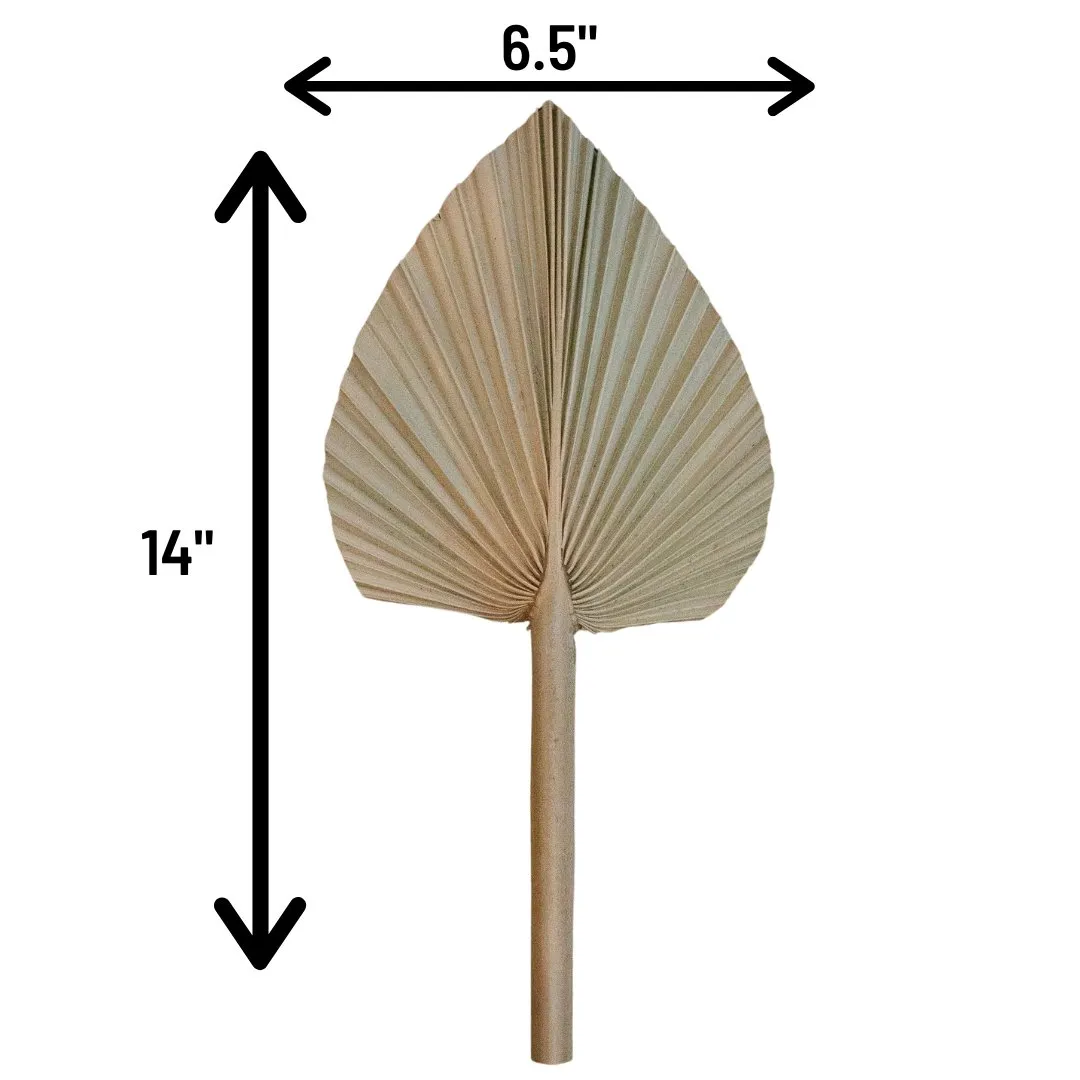 Dried Beige Palm Fan Leaves 14", 16", 18" (Set of 3)