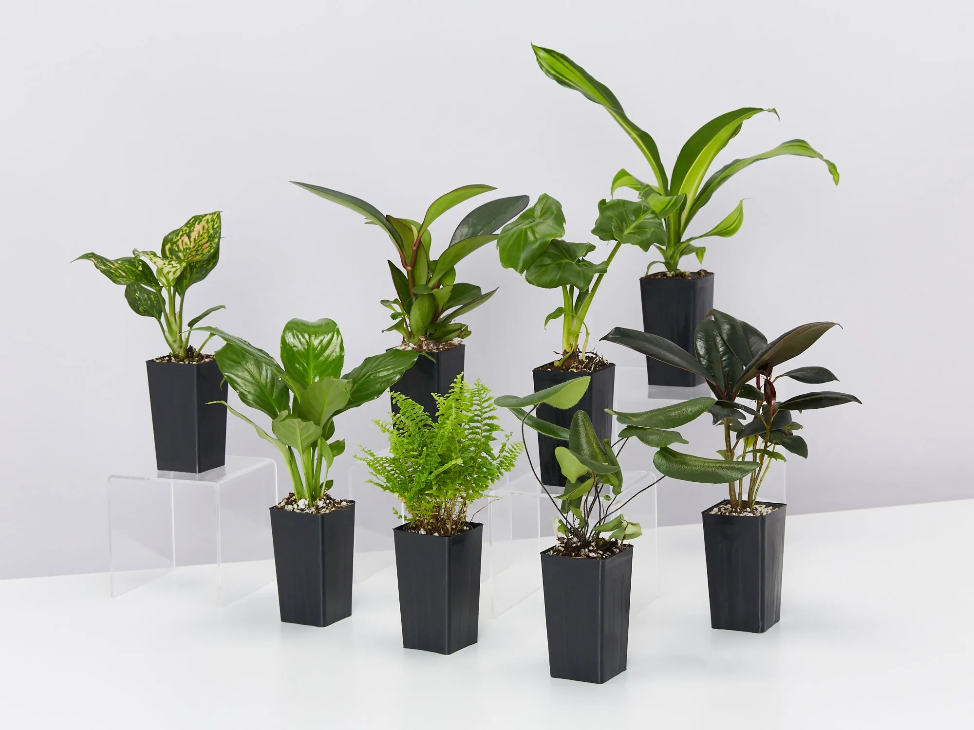 Low Light Indoor Plant Pack