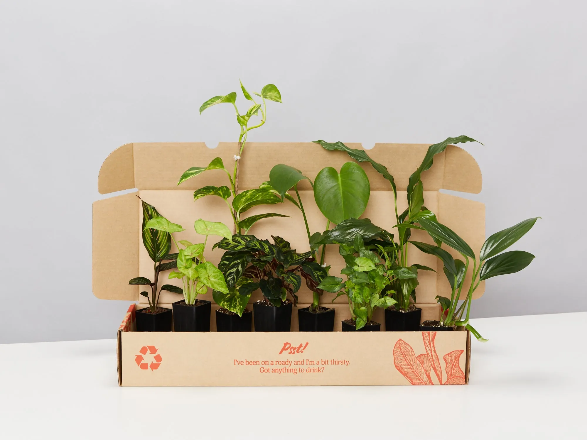 Low Light Indoor Plant Pack